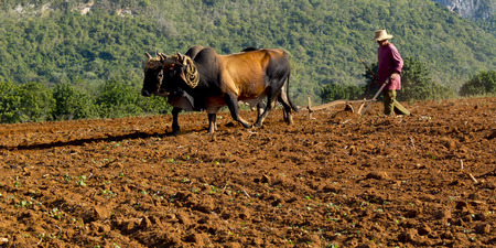 VINALES, CUBA - DECEMBER 11: A peasant wearing a straw hat works the soil with a wooden plow pulled by two oxes brown, we december 11, 2014, in Vinales, Cubaのeditorial素材