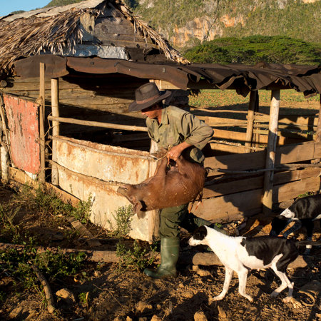 VINALES, CUBA - DECEMBER 13: a farmer is carrying a pig by the legs out of a barn, we december 13, 2014, in Vinales, Cubaのeditorial素材