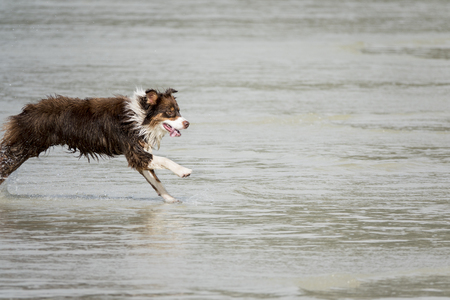 Wet dog running in the water and sticking out his tongue.の写真素材