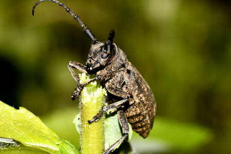The capricorn beetle cleaver on a stick