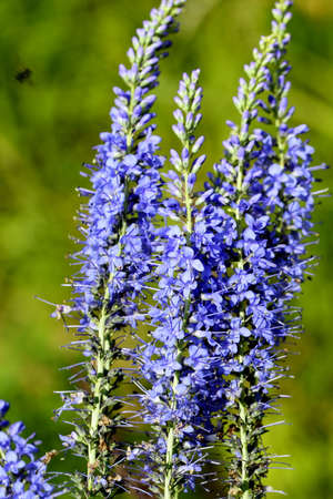 Veronica earthy blue in the woods