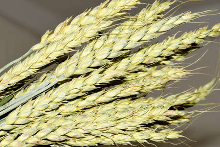 green ears of corn, unprocessed wheatの写真素材