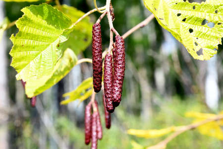 red earrings on a tree branchの写真素材