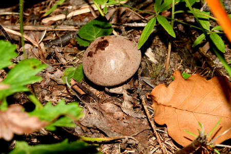 mushroom tobacco bear in the woods