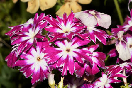 flowers of annual Phlox Drummondの写真素材