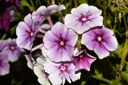 flowers Phlox paniculata purpleの写真素材