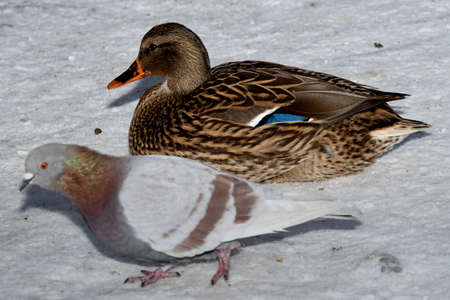 a female wild Mallard duck and a pigeon in the snow