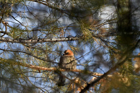 an ordinary Jay sits in the branches of a treeの写真素材