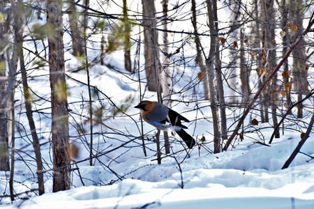 a Jay sits on a branch in the forestの写真素材
