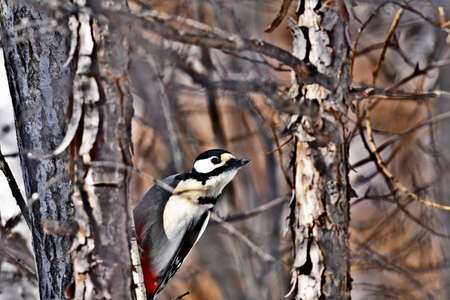 a large mottled woodpecker on a branchの写真素材