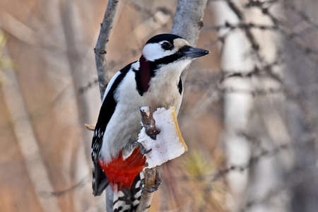a large mottled woodpecker pecks fatの写真素材