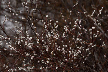 fluffy willow buds on the branchesの写真素材