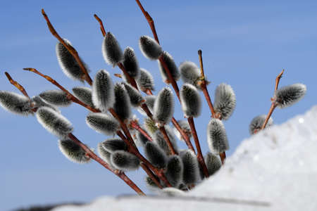 willow branches against the skyの写真素材