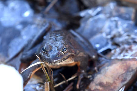 grass frog on rocksの写真素材