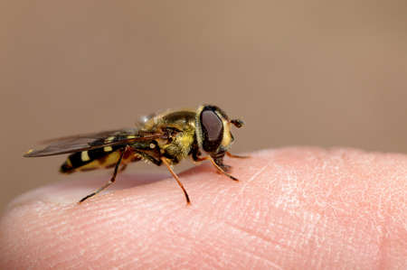 a gurgling fly sits on a fingerの写真素材