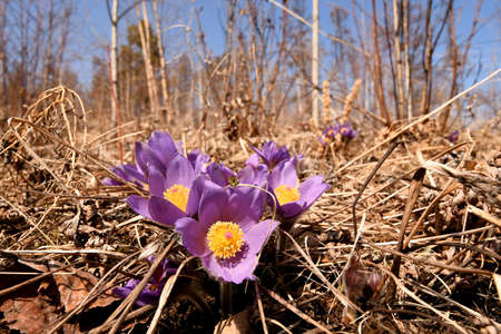 open lumbago blooms in the forestの写真素材