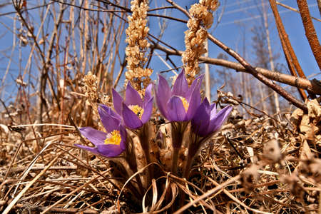 open lumbago blooms in the forestの写真素材