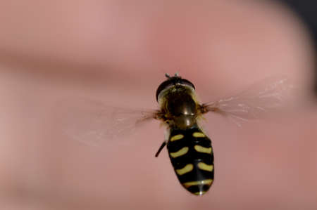 a babbling fly in the airの写真素材