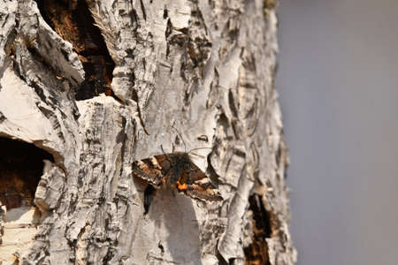 a butterfly sits on the bark of a birch treeの写真素材