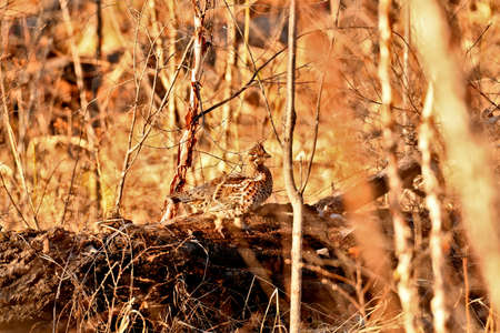 female grouse in the forestの写真素材