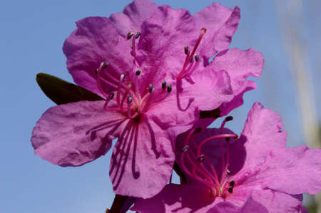 purple flowers against the skyの写真素材