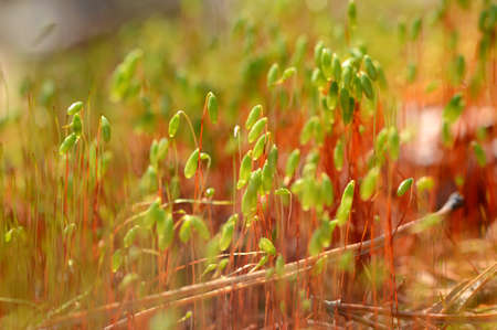young shoots of mossの写真素材