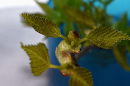 young leaves of a treeの写真素材