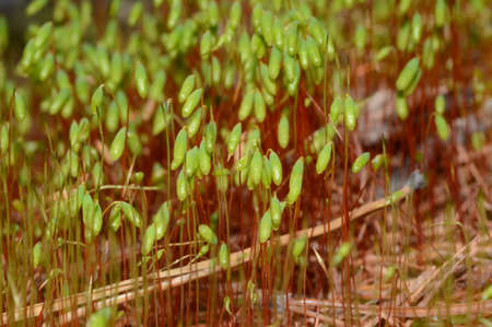 young shoots of mossの写真素材