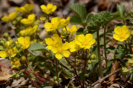 group of yellow flowers in a clearing