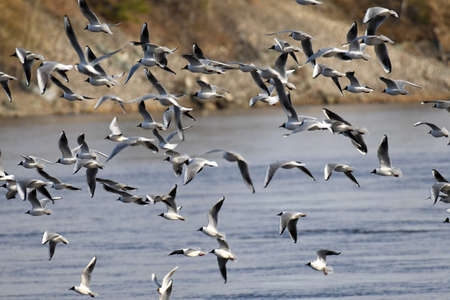 a flock of gulls over the waterの写真素材