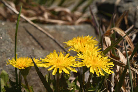dandelions bloomed in the clearingの写真素材