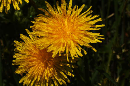 yellow dandelions in water dropsの写真素材