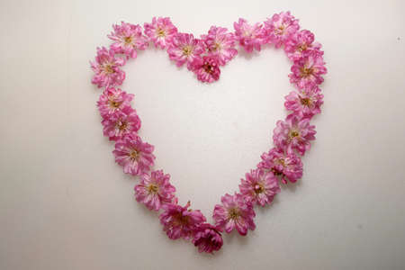 heart-shaped cherry blossomsの写真素材