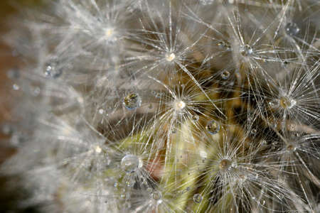 water drops on dandelion seedsの写真素材