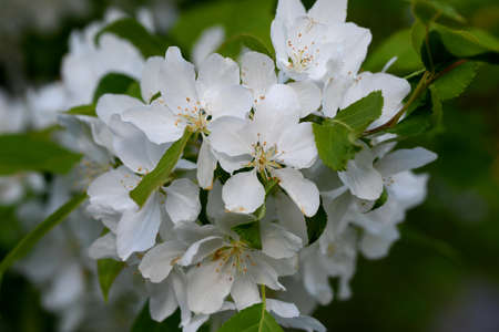 Apple blossoms on the branchesの写真素材