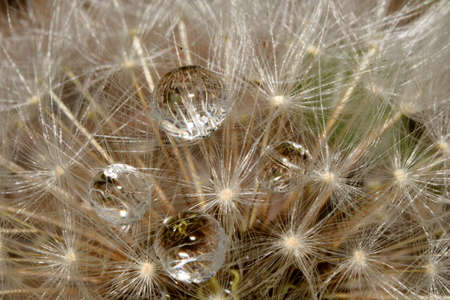 water drops on dandelion seedsの写真素材
