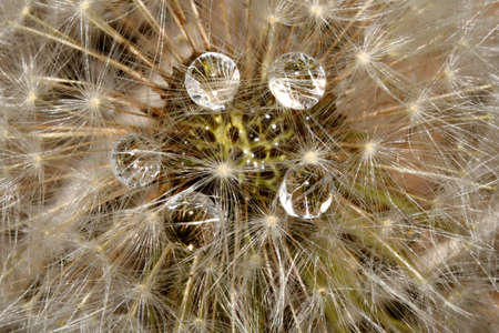 water drops on dandelion seedsの写真素材