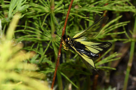 askalaf motley in the woods on a branchの写真素材
