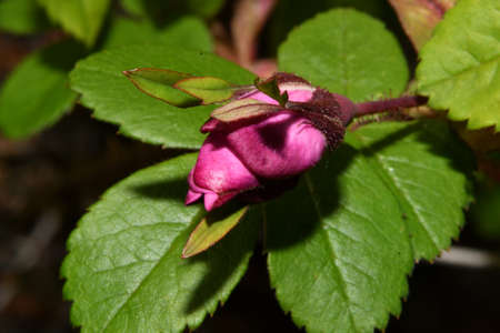 pink rosebuds on a branchの写真素材