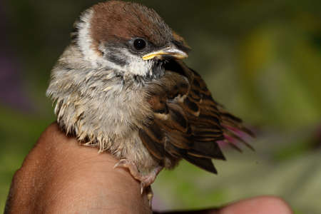 young yellow-throated Sparrow on the handの写真素材
