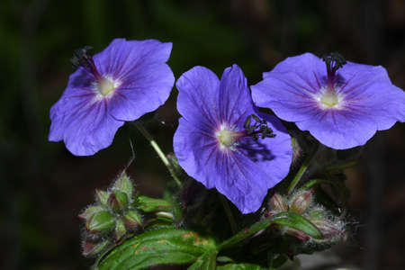 flowers of the magnificent geranium in the forestの写真素材