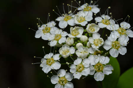 flowers of viburnum in the forestの写真素材