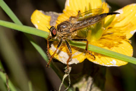 fly ktyr hornet-like on the flower