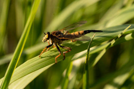 fly ktyr hornet-like on the leaf
