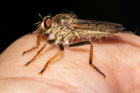 fly ktyr hornet-shaped on the handの写真素材