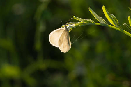 white butterfly sitting on the grass