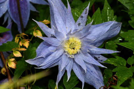 the clematis flower bloomed in the forestの写真素材