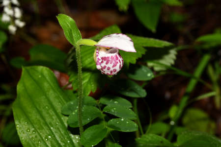 the lady's slipper in drops of rainの写真素材