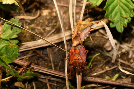 yellow and red forest bug