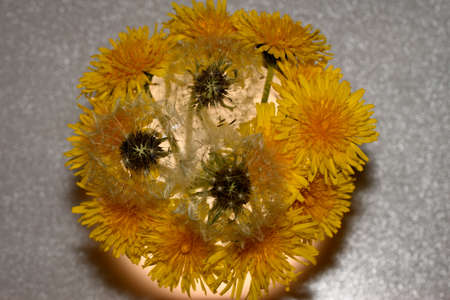 yellow dandelions in a glassの写真素材